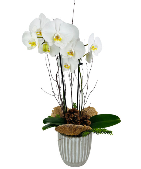 Flowering Plants