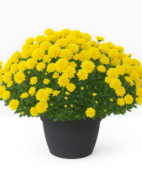 Yellow chrysanthemum plant.